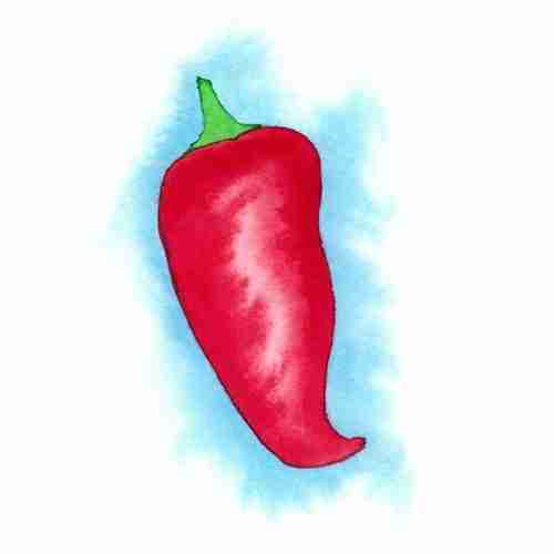 watercolour red hot chilli