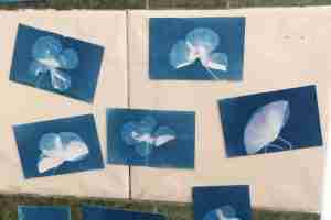 making cyanotype poppy magnets