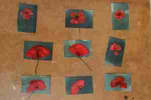 printing cyanotype poppies in the Andalusian sunshine