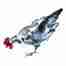 Andalusian Blue Chicken