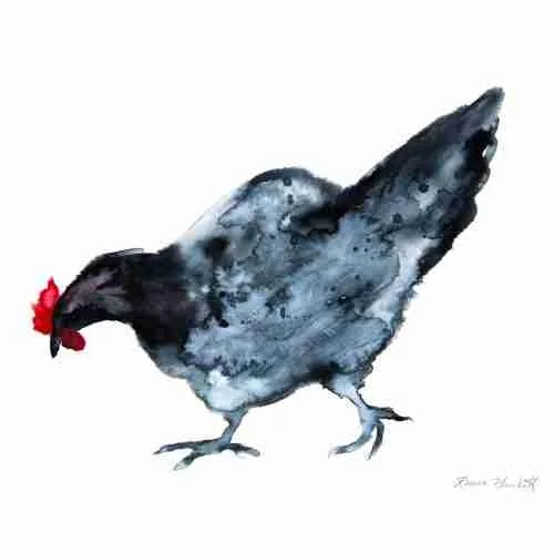 Andalusian Blue Chicken watercolour