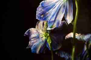 Jessica Shepherd botanical art