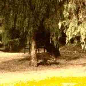 wild boar