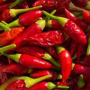 harvested chillies