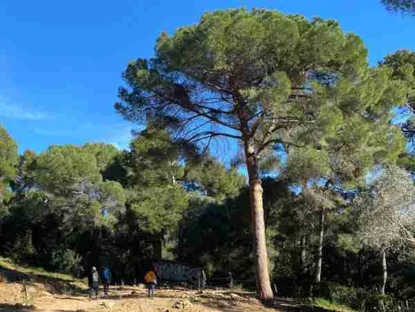 Collsorola Natural park