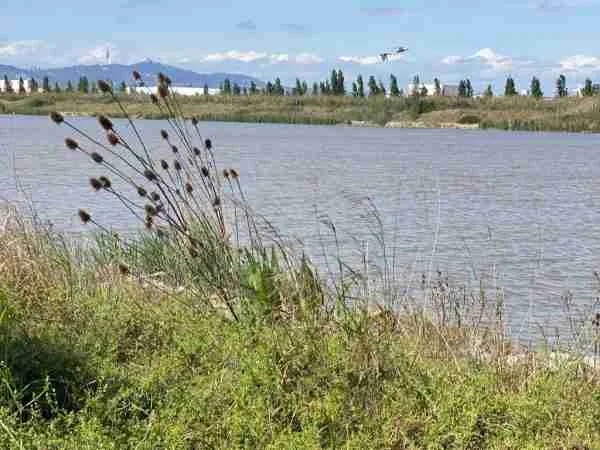 Llobregat Delta bird sanctuary Barcelona