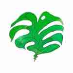 Monstera leaf watercolour tattoo design