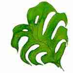 Monstera leaf watercolour tattoo design