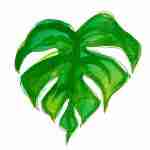 Monstera leaf watercolour tattoo design