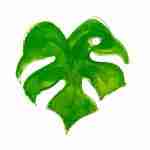 Monstera leaf watercolour tattoo design