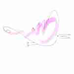 fountain pen line drawing bird tattoo with pink watercolour