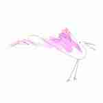 fountain pen line drawing bird tattoo with pink watercolour