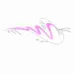fountain pen line drawing bird tattoo with pink watercolour