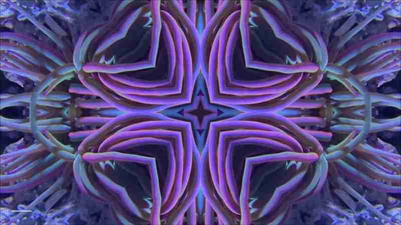 Still from a VJ clip of a sea anemone with mirrored effect