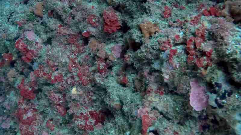 rocks with colourful life