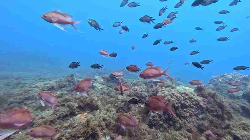 schools of fish