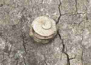 creative walk in nature - seed
