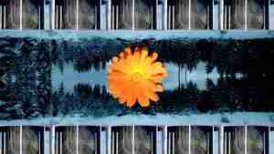 Snowy forest and marigold flower