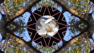 A/V collaboration with tabla and Tree star blossom